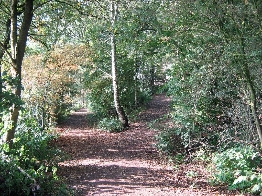 comparatif-delegation-assurance-emprunteur-april-utwin-malakoff Chemin forestier qui se divise en deux directions, symbolisant le choix entre plusieurs délégations d'assurance emprunteur.