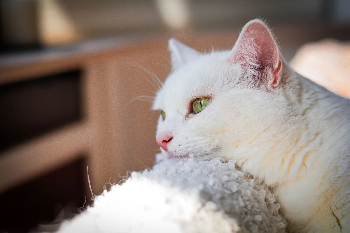 Chat âgé au repos sur une couverture dans un intérieur Chat âgé au repos sur une couverture dans un intérieur